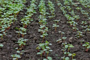 Field of sprout buckwheat on background of sky. Buckwheat, Fagopyrum esculentum, Japanese buckwheat and silverhull buckwheat on the field.