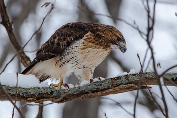 Red Tailed Hawk