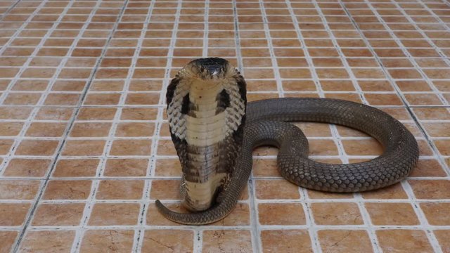 Cobra snake on the floor 