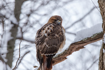 Red Tailed Hawk