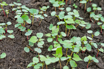 Field of sprout buckwheat on background of sky. Buckwheat, Fagopyrum esculentum, Japanese buckwheat and silverhull buckwheat on the field.