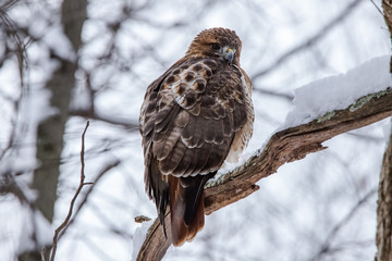 Red Tailed Hawk