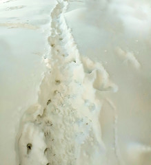 Footprints of animals, dogs in the snow