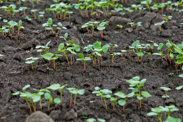 Field of sprout buckwheat on background of sky. Buckwheat, Fagopyrum esculentum, Japanese buckwheat and silverhull buckwheat on the field.