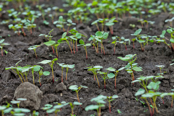 Field of sprout buckwheat on background of sky. Buckwheat, Fagopyrum esculentum, Japanese buckwheat and silverhull buckwheat on the field.