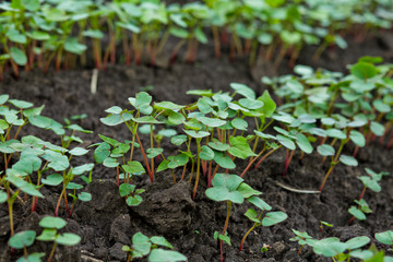 Field of sprout buckwheat on background of sky. Buckwheat, Fagopyrum esculentum, Japanese buckwheat and silverhull buckwheat on the field.
