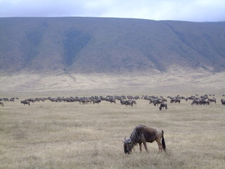 Gnuherde im Ngorongoro Krater