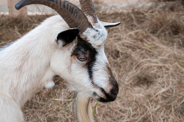 White goat on farm