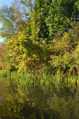 Autumn cat-o'-nine-tails