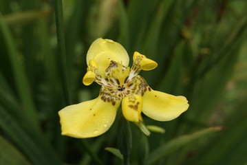 Neomarica longifolia