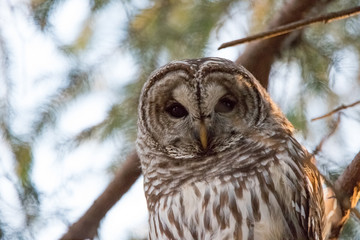 Goergous Barred Owl