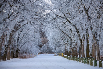 Winter Frost Saskatchewan