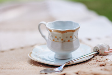 wild city sagui monkey in tree