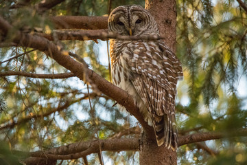 Goergous Barred Owl