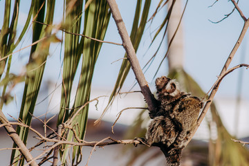 wild city sagui monkey in tree