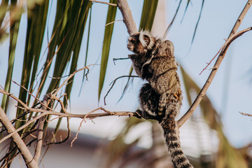 wild city sagui monkey in tree