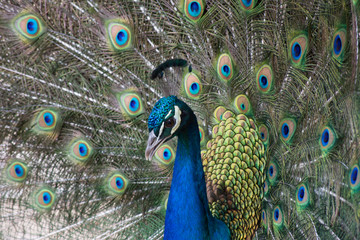 Obraz premium Peacock with open colorful tail. Beautiful peacock displaying his plumage. Peacock with feathers out.