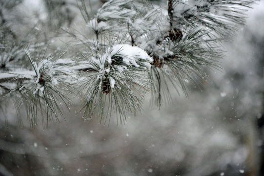 conif&egrave;re en hiver