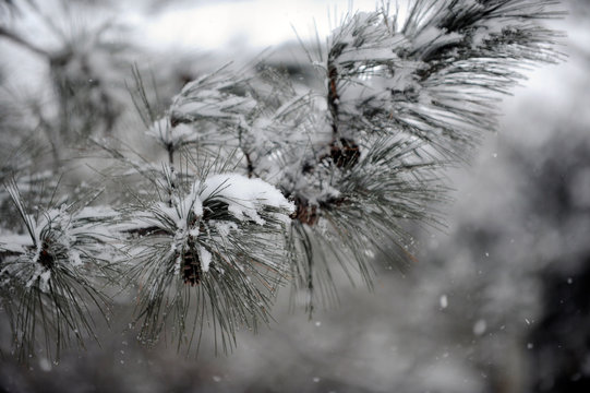 conif&egrave;re en hiver