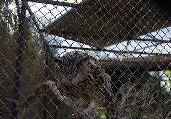 Barred Eagle-Owl in the zoo. selective focus.