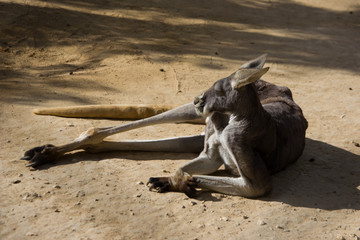 Fototapeta na wymiar Lazy kangaroos lying on the ground