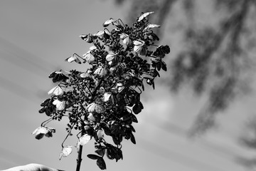 black and white flowers
