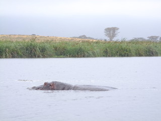 Fototapeta premium Nilpferd im See
