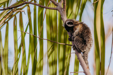 wild city sagui monkey in tree