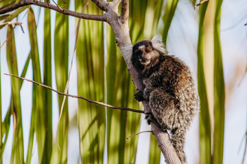 wild city sagui monkey in tree