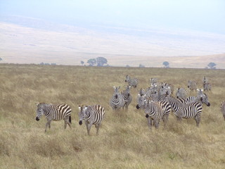 Fototapeta na wymiar Zebraherde in der Savanne