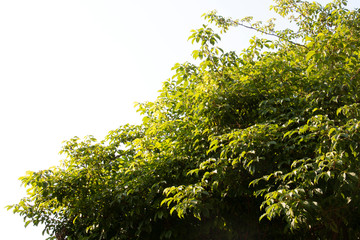 treetop isolated on white background