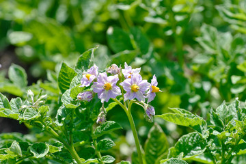 Flower of the potato (Solanum tuberosum)