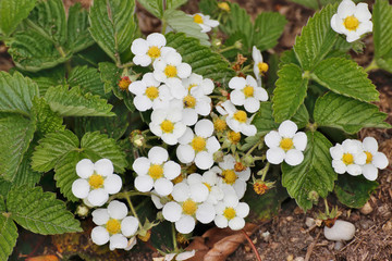 "Mara de Bois" garden strawberry flowers, Fragaria x ananassa, Bavaria, Germany, Europe