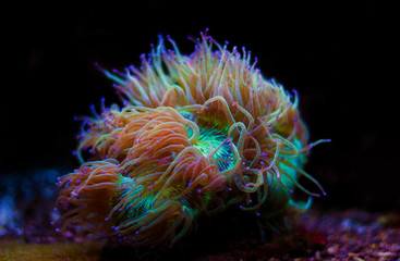 Obraz premium Elegancja na białym tle koral LPS - Catalaphyllia Jardinei
