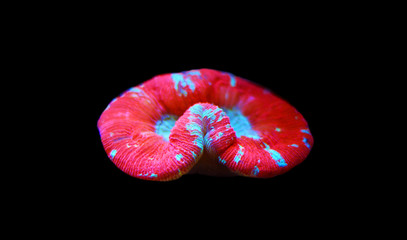 Pink Open Brain LPS coral isolated image  © Kolevski.V