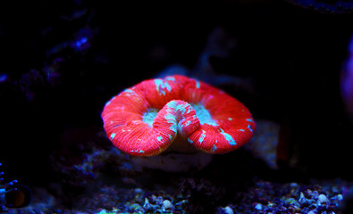 Pink Open Brain LPS coral isolated image 