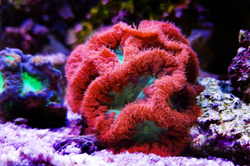 Fototapeta premium Blastomussa LPS kolorowy koral - Blastomussa wellsi