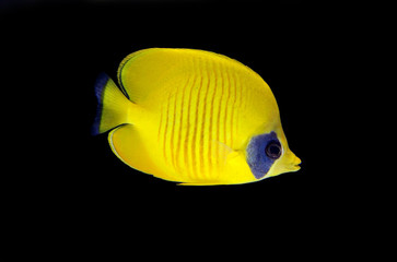 Yellow butterflyfish in black background (Chaetodon Semilarvatus) 