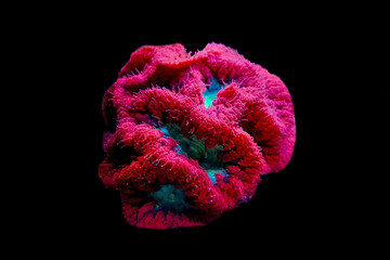 Obraz premium Blastomussa LPS kolorowy koral - Blastomussa wellsi