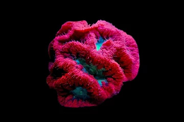  Blastomussa LPS kleurrijk koraal - Blastomussa wellsi © Kolevski.V