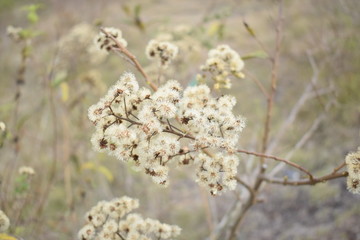 Flor arbusto en una pradera 