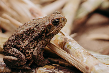 wild big frog close up