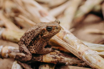 wild big frog close up