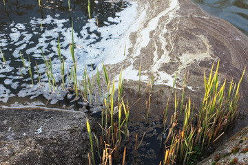 Water pollution at lake