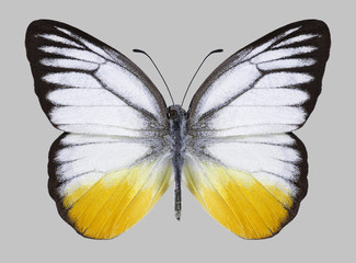 Butterfly Cepora iudith (male) on a gray background