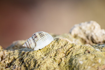 macro shot of a one hermit crab with a seashell on its back on a stone on a Sunny day in the Caribbean sea