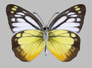 Butterfly Cepora iudith (male) (underside) on a gray background