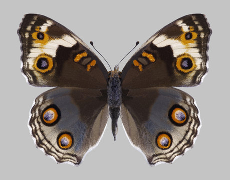 Butterfly Junonia orithya (female) on a gray background
