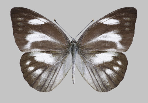 Butterfly Appias libythea (female) on a gray background