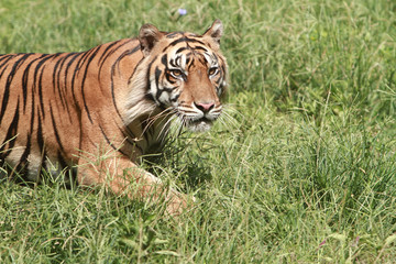 Fototapeta na wymiar Sumatran tigers are slink
